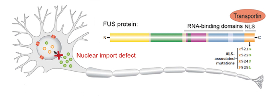 Fig.2 _FUS nuclear transport defects_final