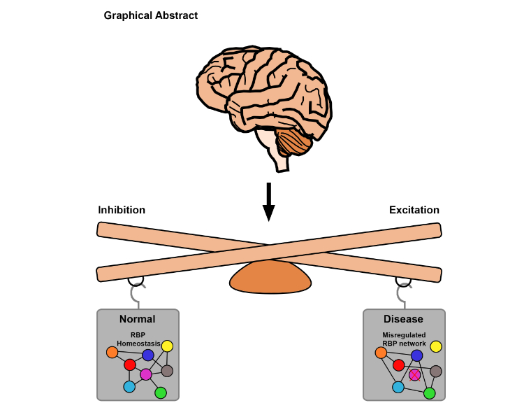 RicoPhysRev2020Graphical abstract_final_1