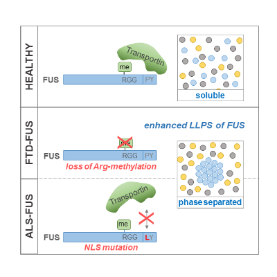 Fig.4 LLPS figure_Quadr